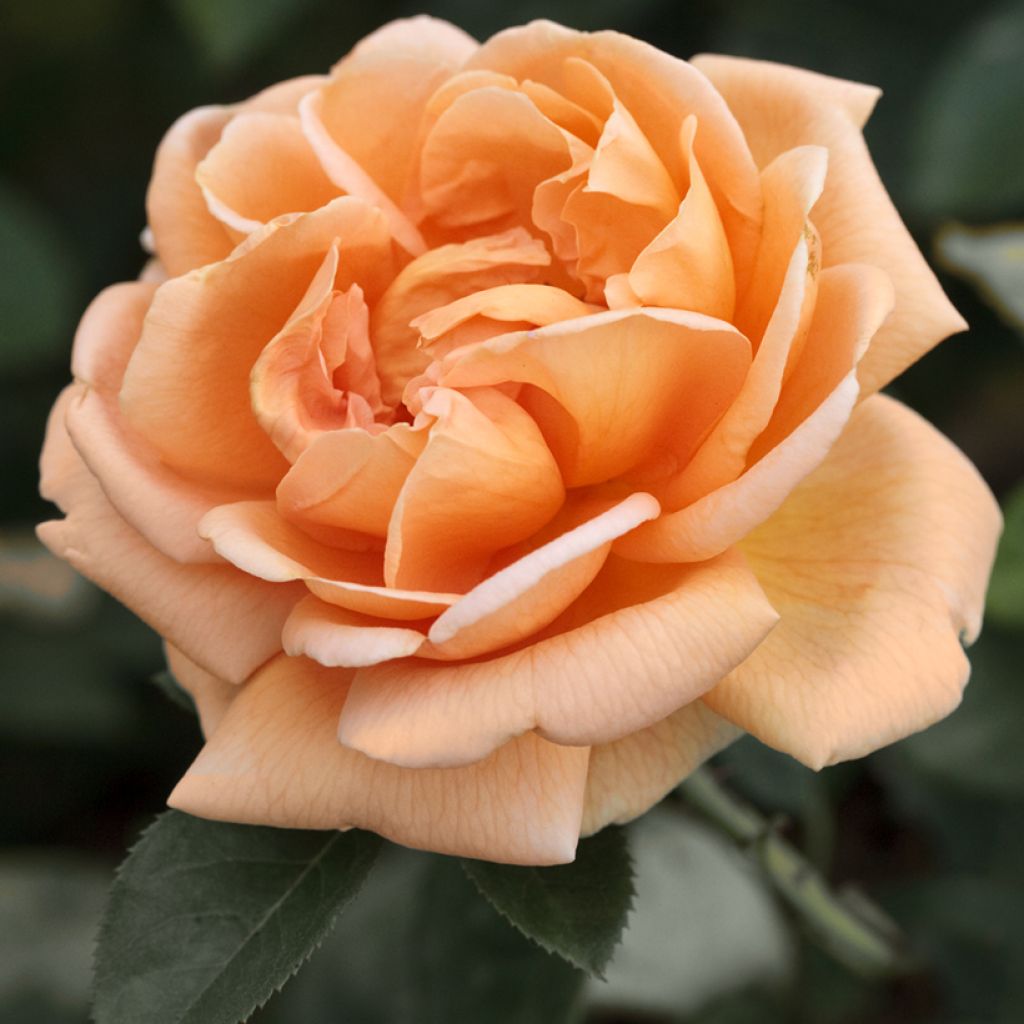 Roseira de flor grande Abbaye de Cluny