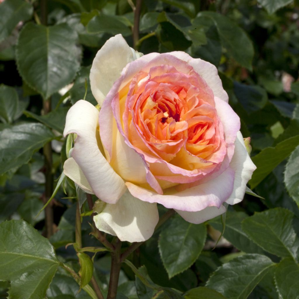 Roseira de flor grande Alphonse Daudet