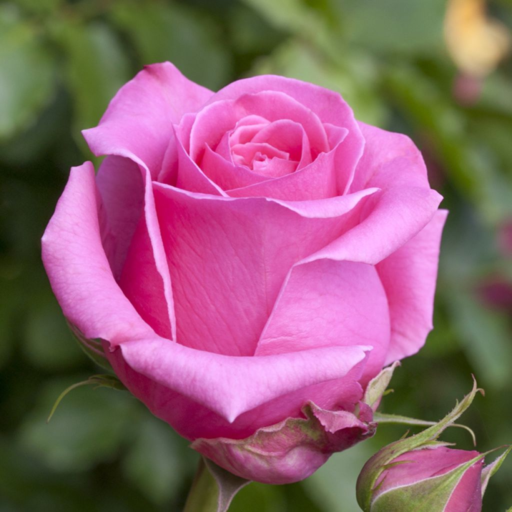 Roseira de flor grande Auguste Renoir