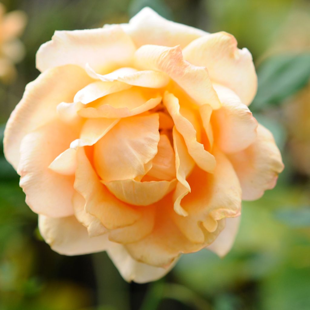 Roseira de flor grande Casanova