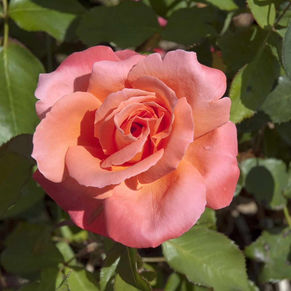 Roseira de flor grande Catherine Deneuve