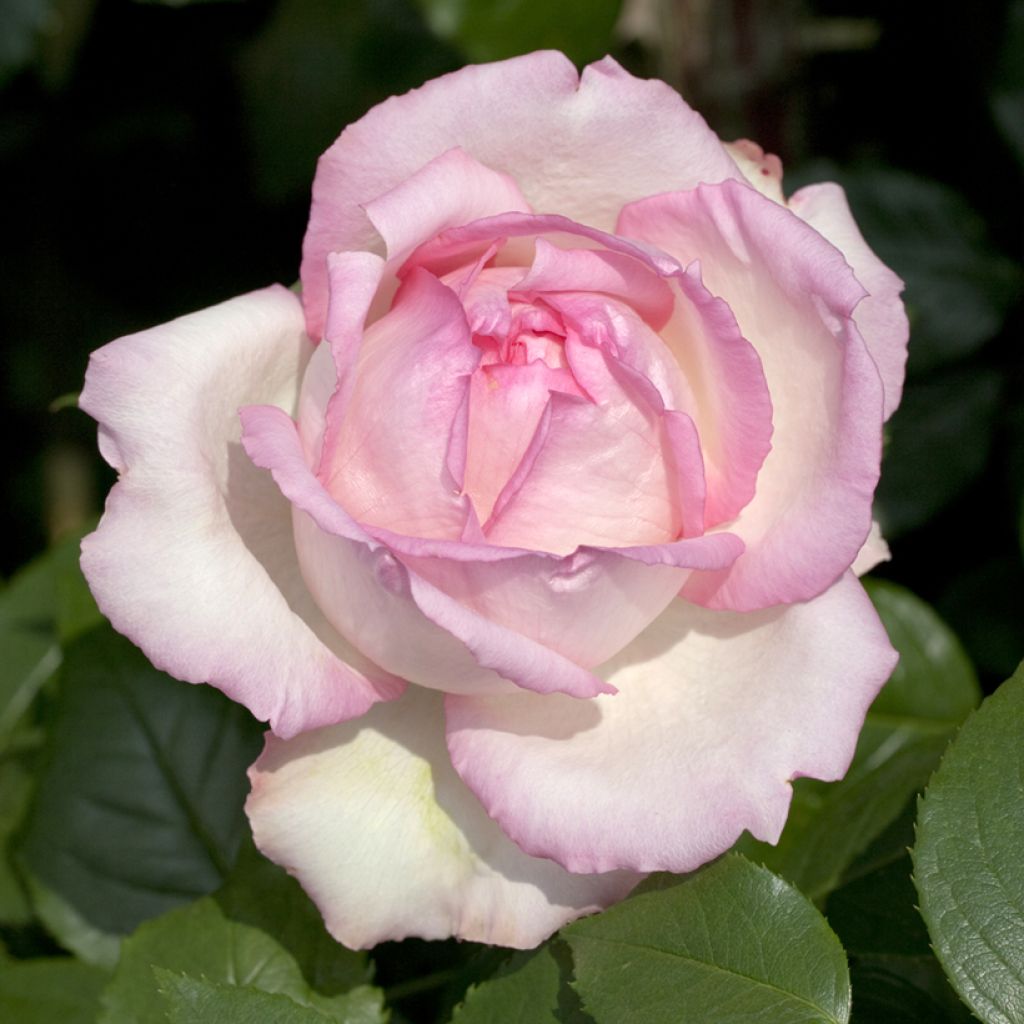 Roseira de flor grande Honore de Balzac