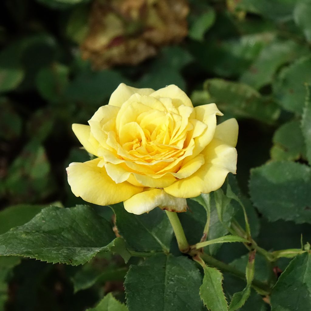 Roseira de flor grande La Rotonde