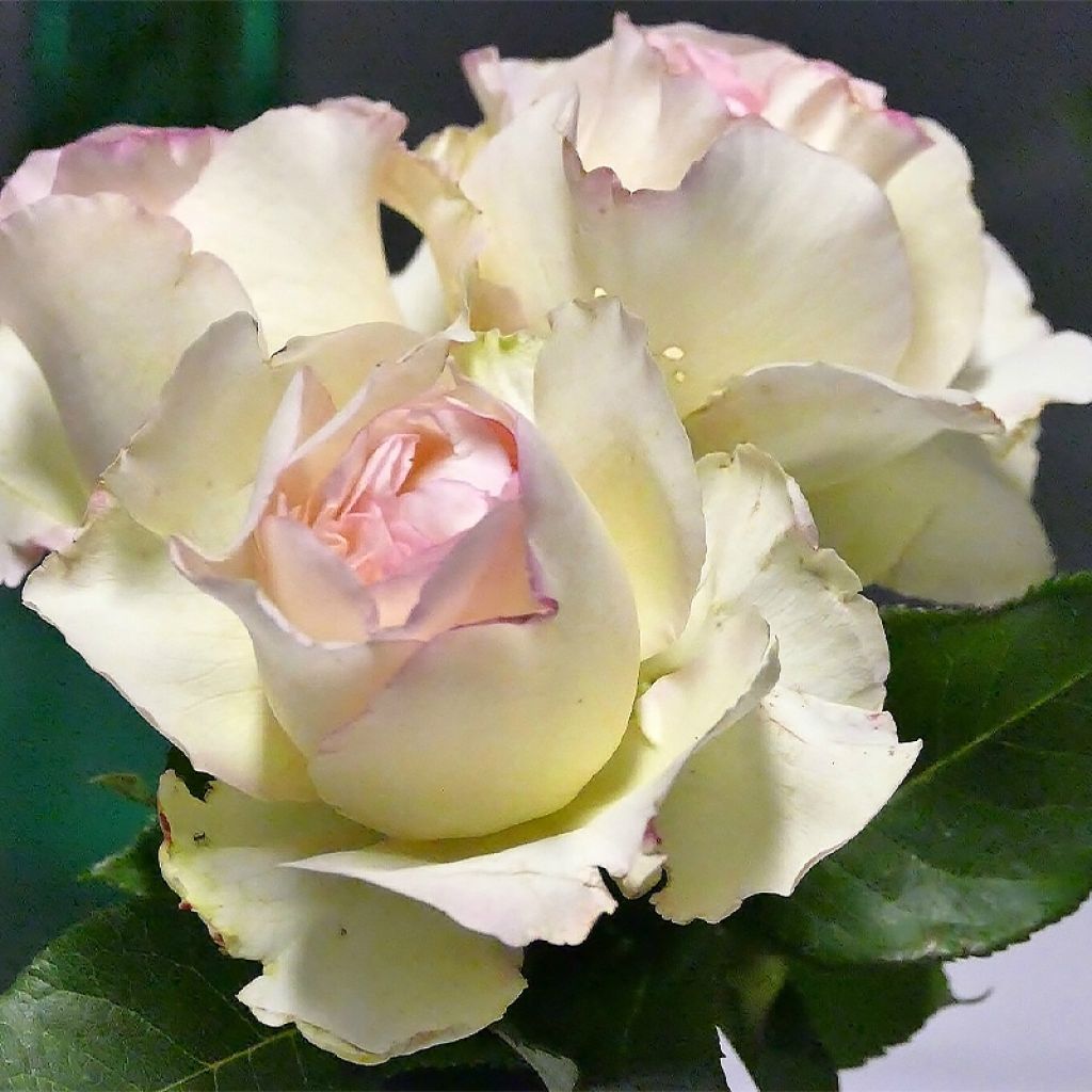 Rosier à grandes fleurs Niharika®
