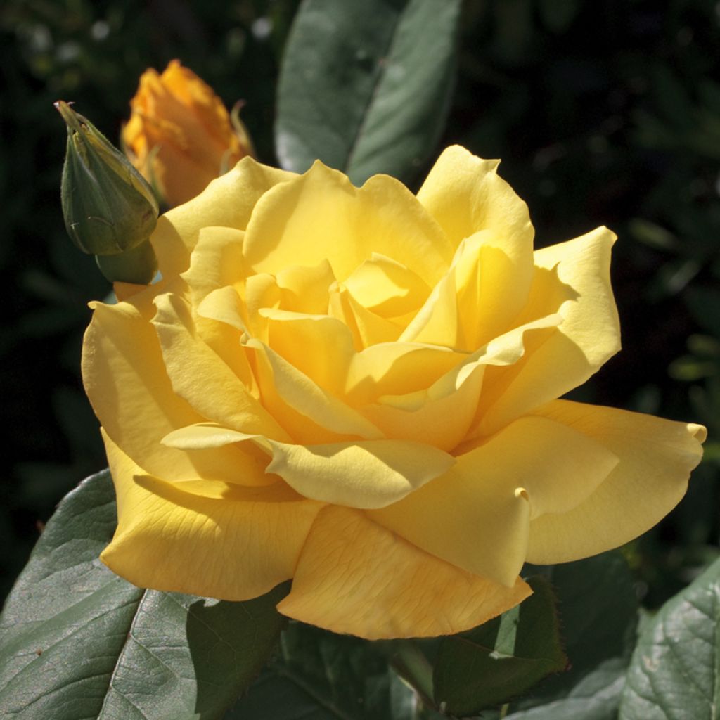 Roseira de flor grande Pacific Sunset