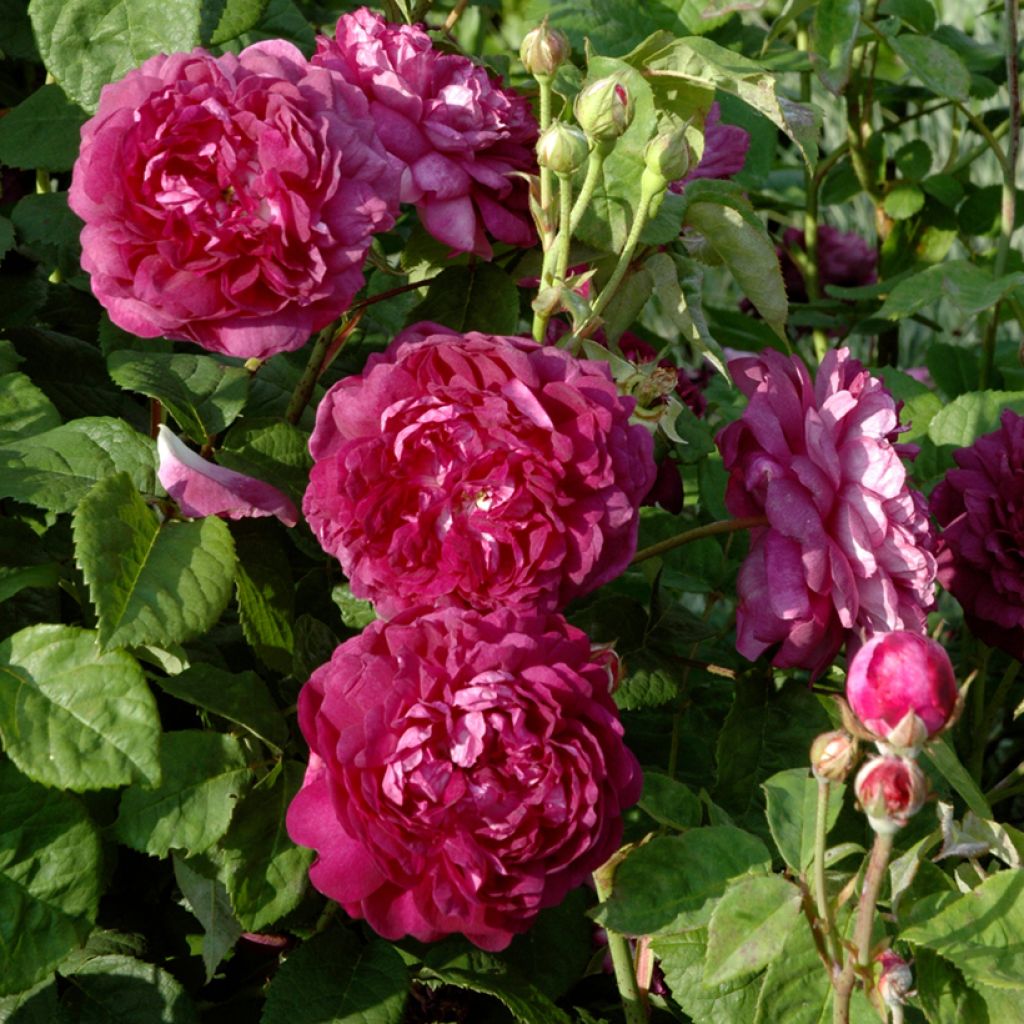 Rosier ancien Cardinal de Richelieu