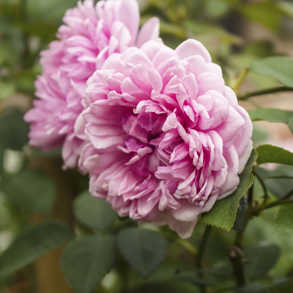 Rosier ancien Centifolia Muscosa