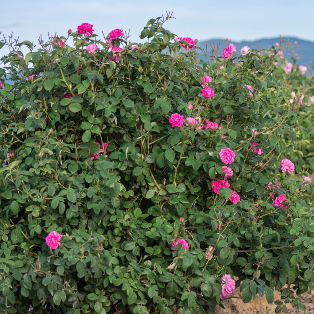 Roseira antiga Kazanlik