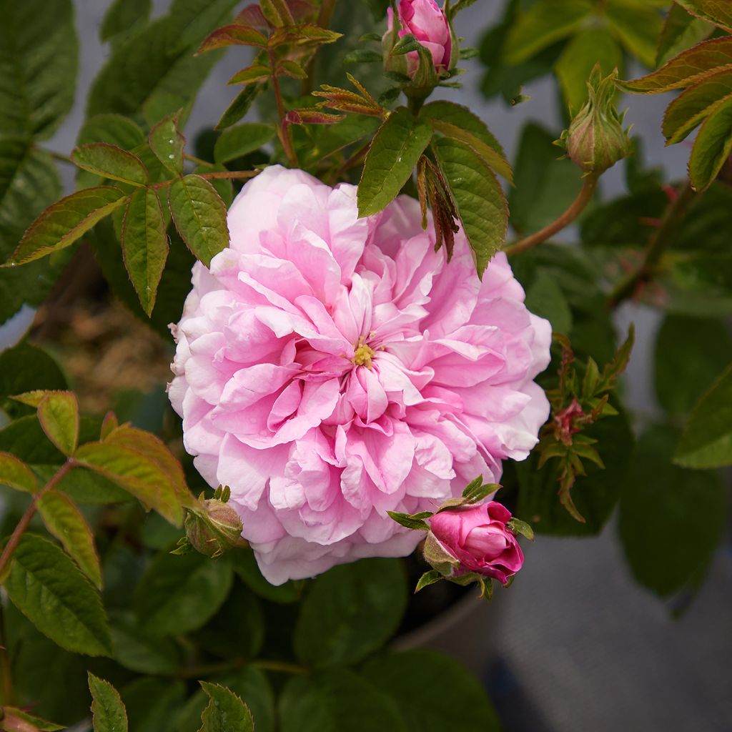 Rosier ancien de Damas Ispahan (Pompon des Princes)