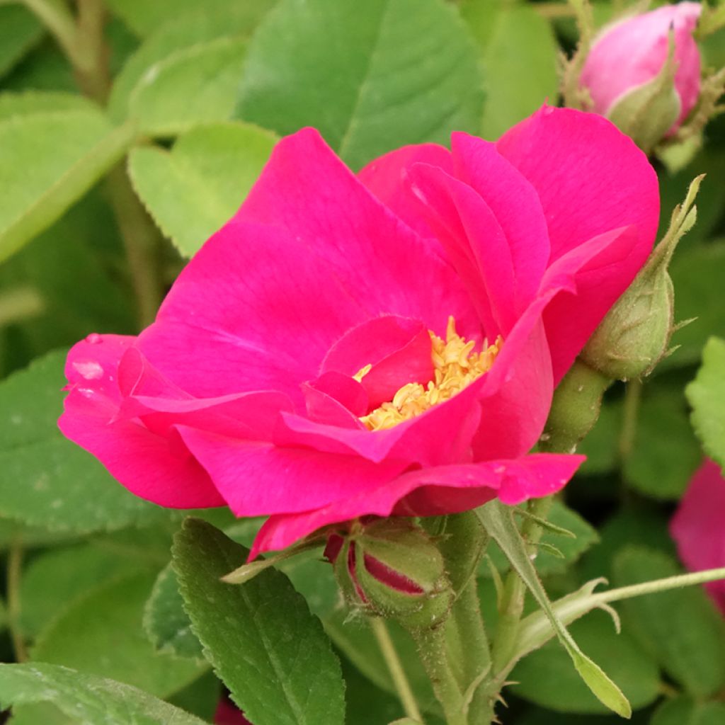 Rosa gallica Officinalis