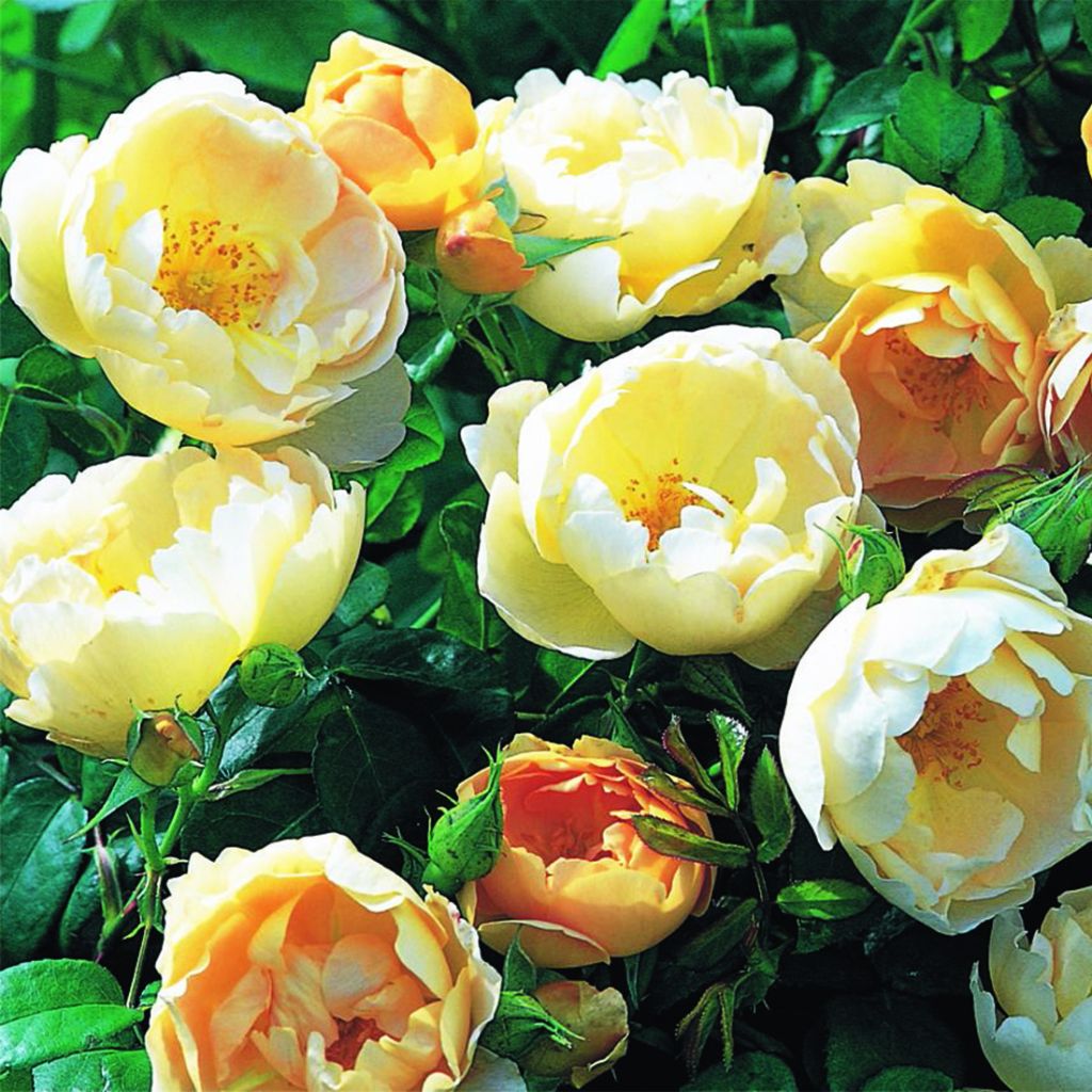 Rosier anglais Coniston® (Syn. Comte de Champagne®) - Ausufo