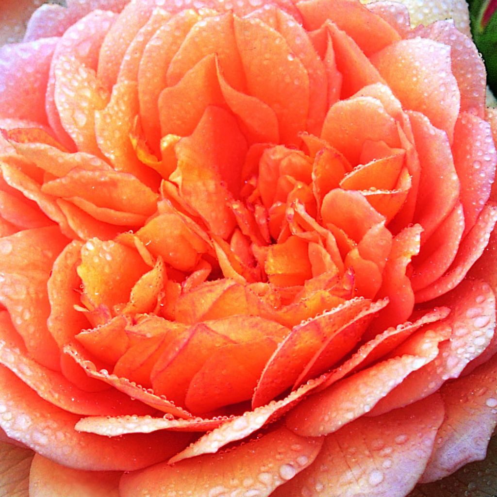 Rosier David Austin Grace