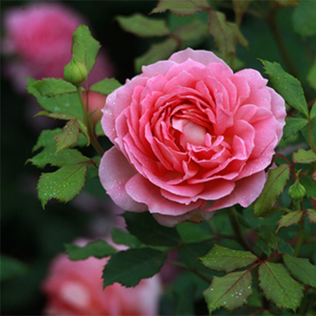 Rosier David Austin Jubilee Celebration