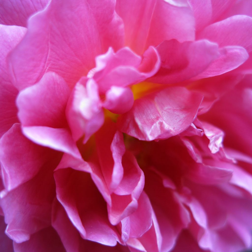 Rosier David Austin Princess Anne