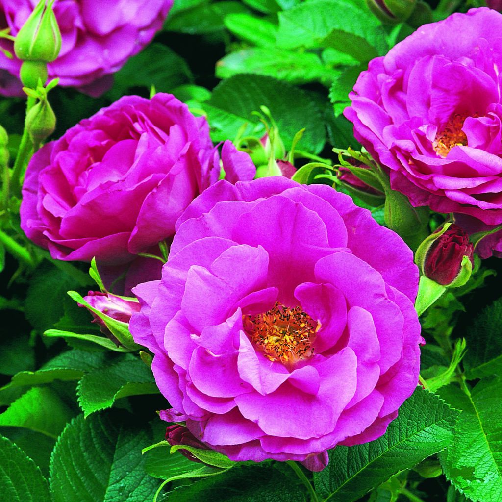 Rosier anglais Wild Edric® - Aushedge