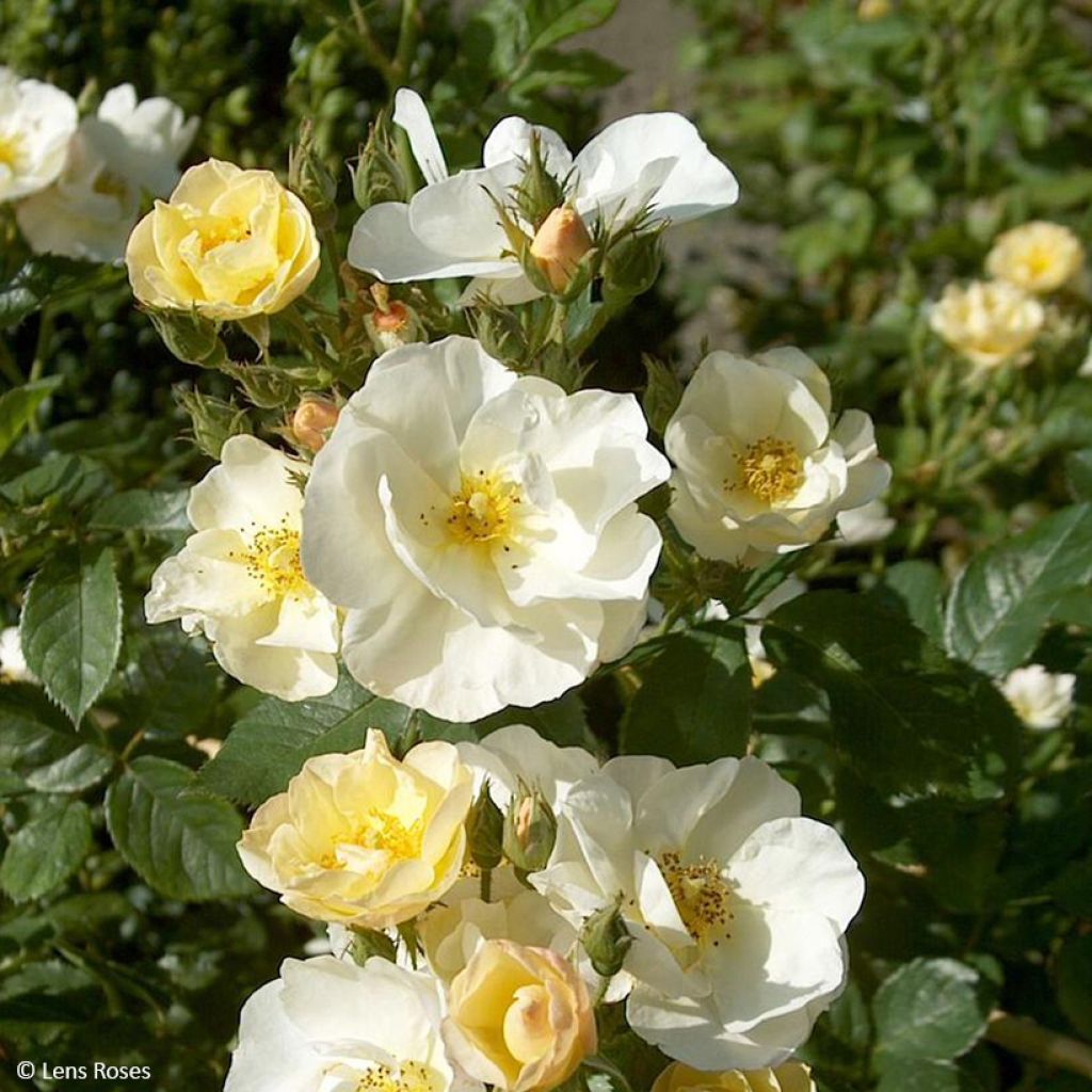 Roseira arbustiva Omi Oswald