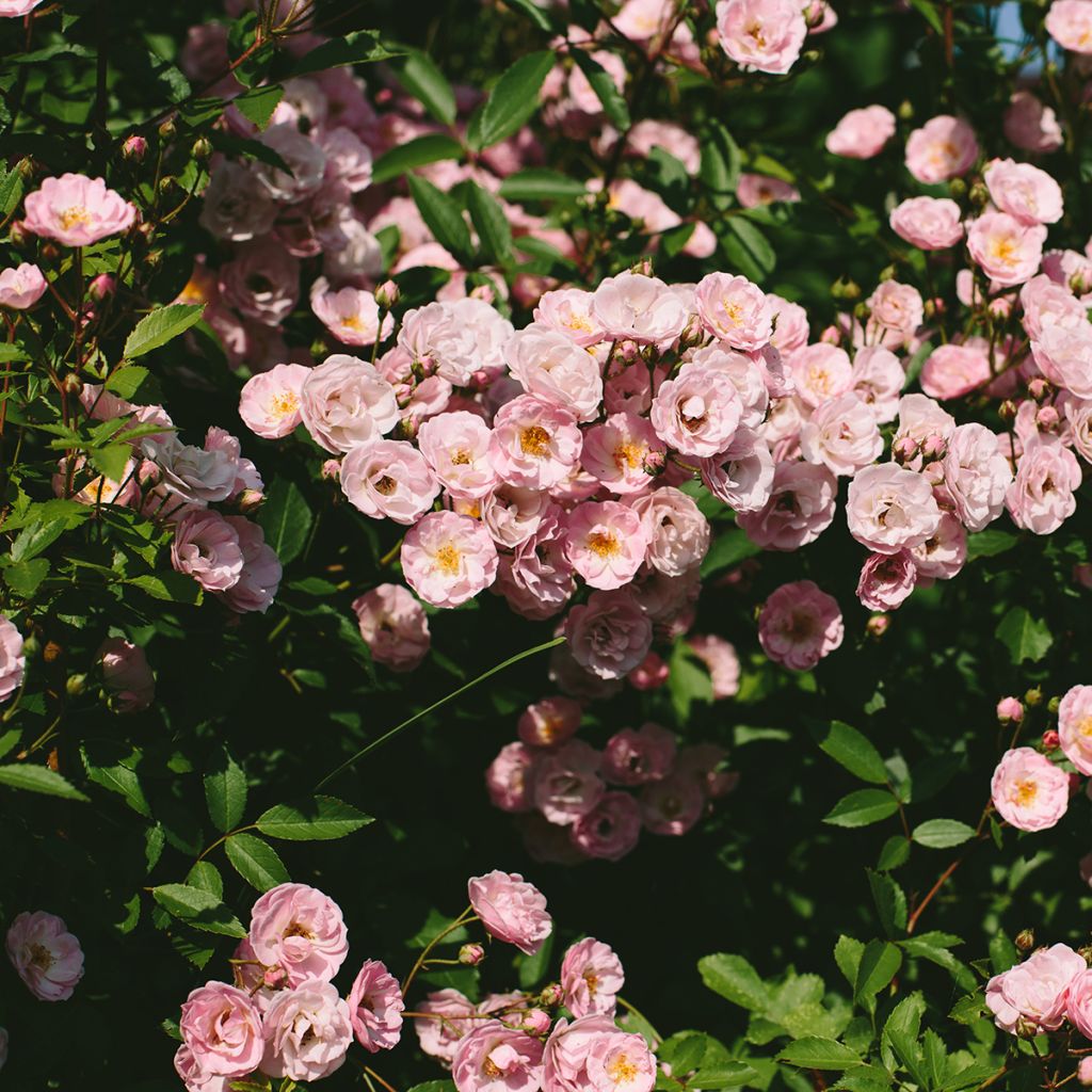 Rosier arbustif Queen of the Musks