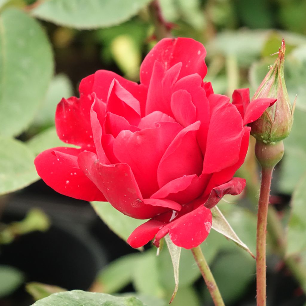 Roseira arbustiva Grand Hotel