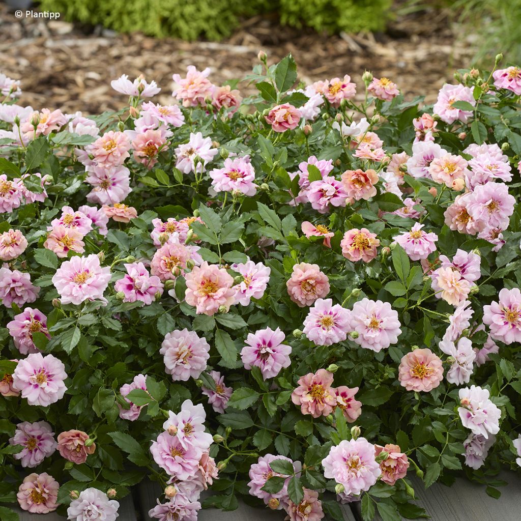 Rosier couvre-sol Amirose