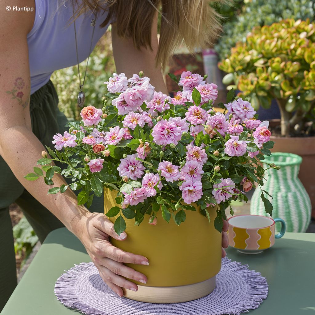 Roseira miniatura Amirose