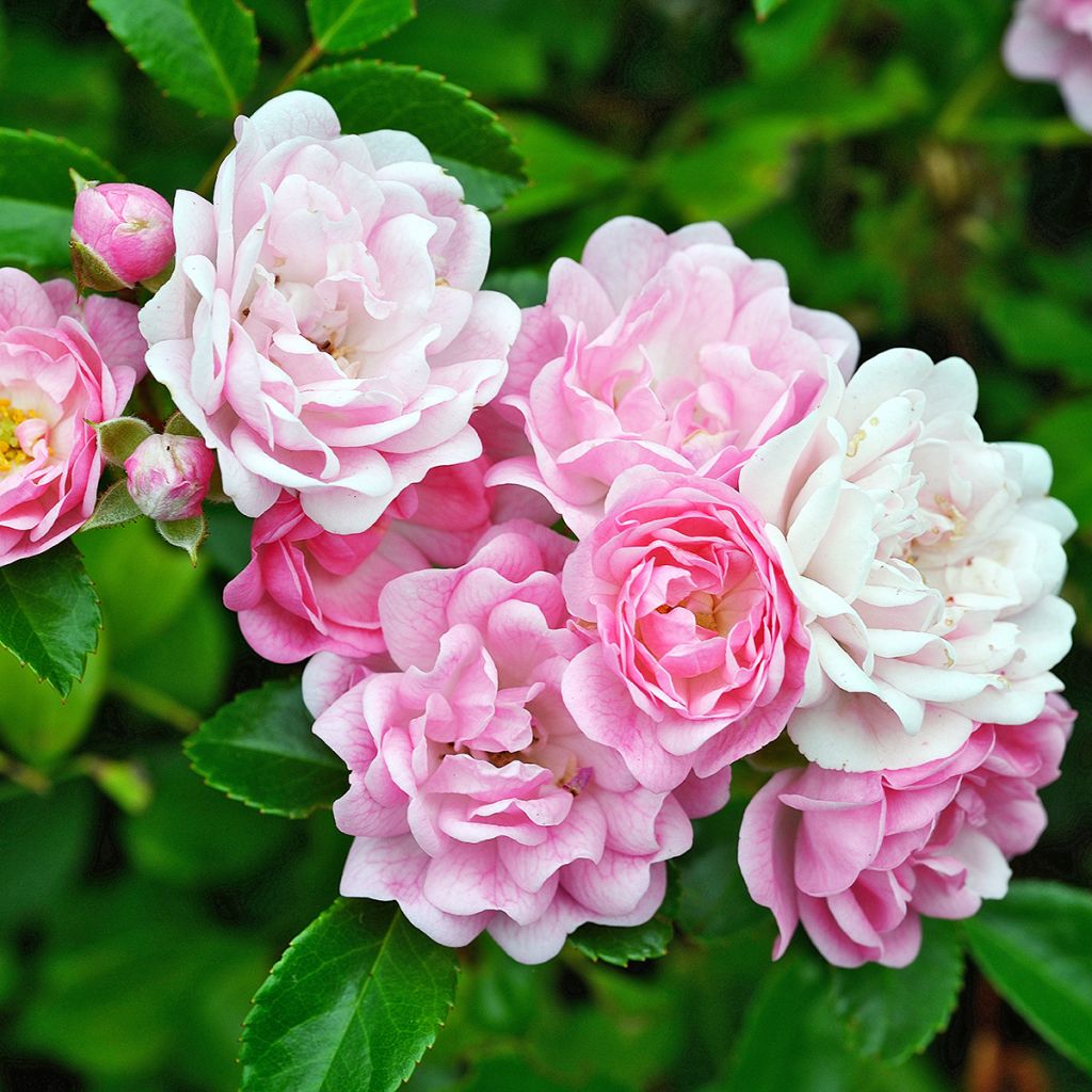 Rosier de Banks Rosea - Rosa banksiae 