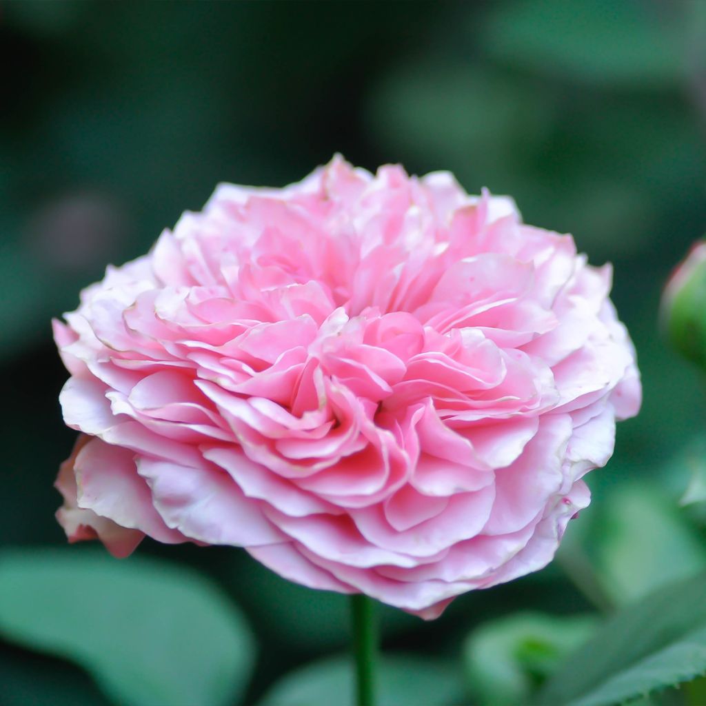 Rosier de Damas - Rosa (x) damascena