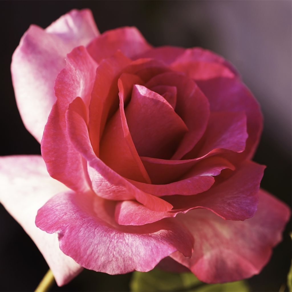 Rosier à grandes fleurs Guignol®