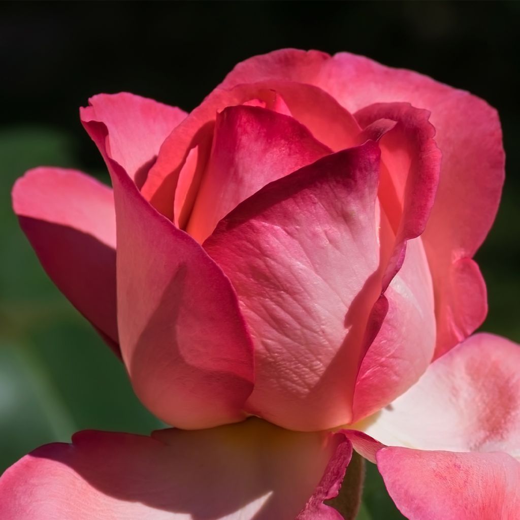 Rosier à grandes fleurs Guignol®