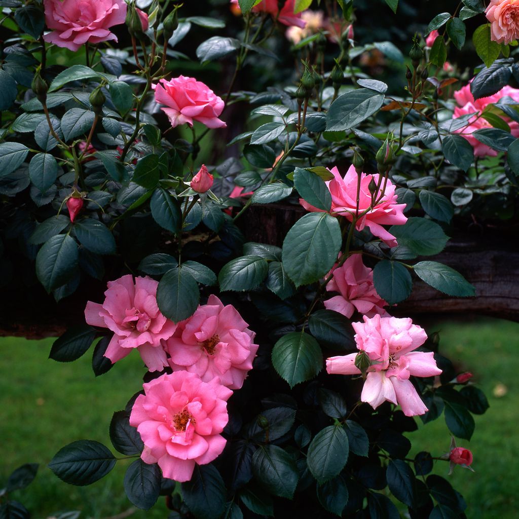 Roseira trepadeira Bantry Bay