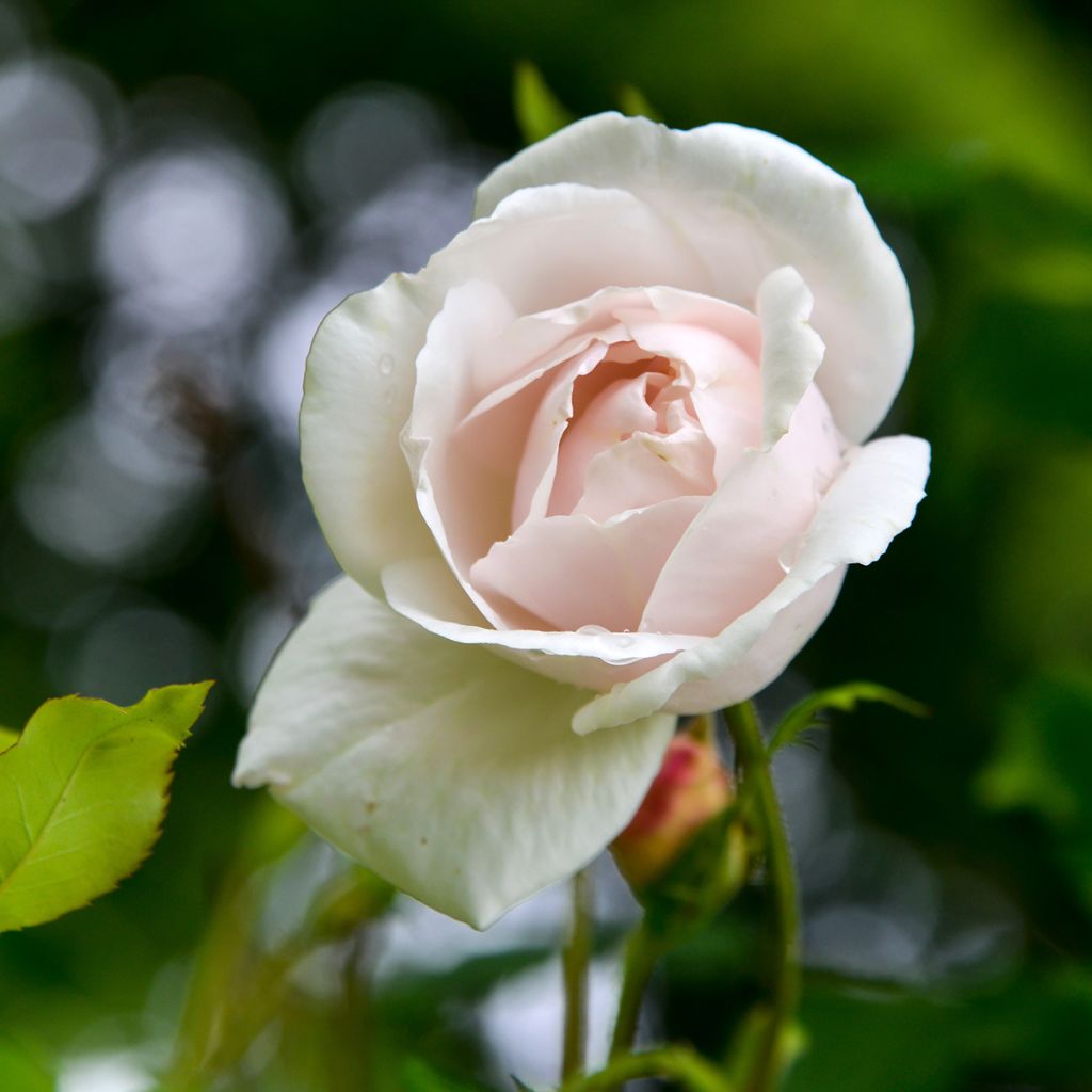 Rosier grimpant Madame Alfred Carrière