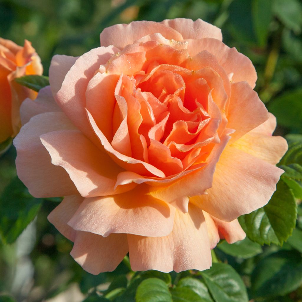 Roseira trepadeira Polka