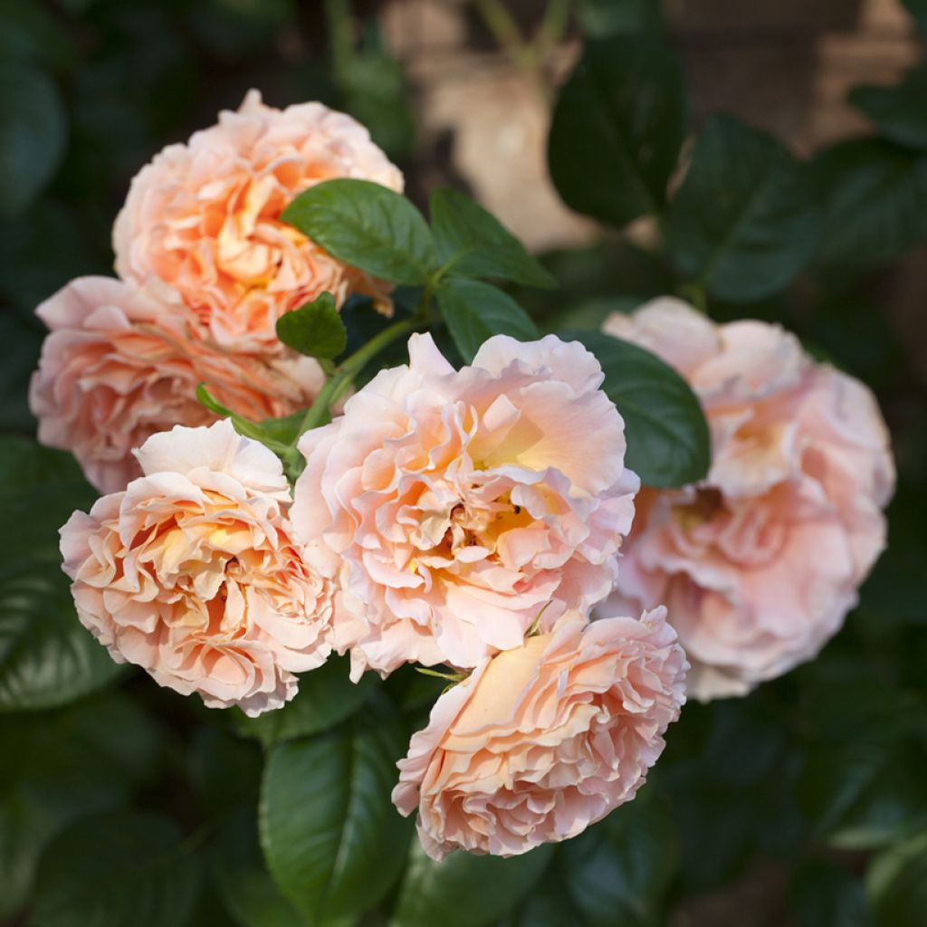 Roseira trepadeira Polka