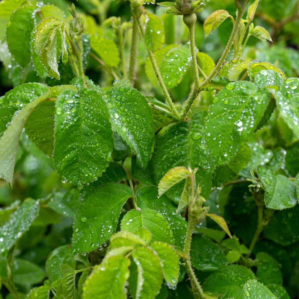 Rosa banksiae Purezza (= The Pearl) - Roseira de Banks