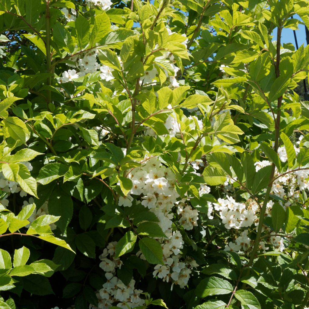 Rosa filipes Kiftsgate - Roseira trepadeira