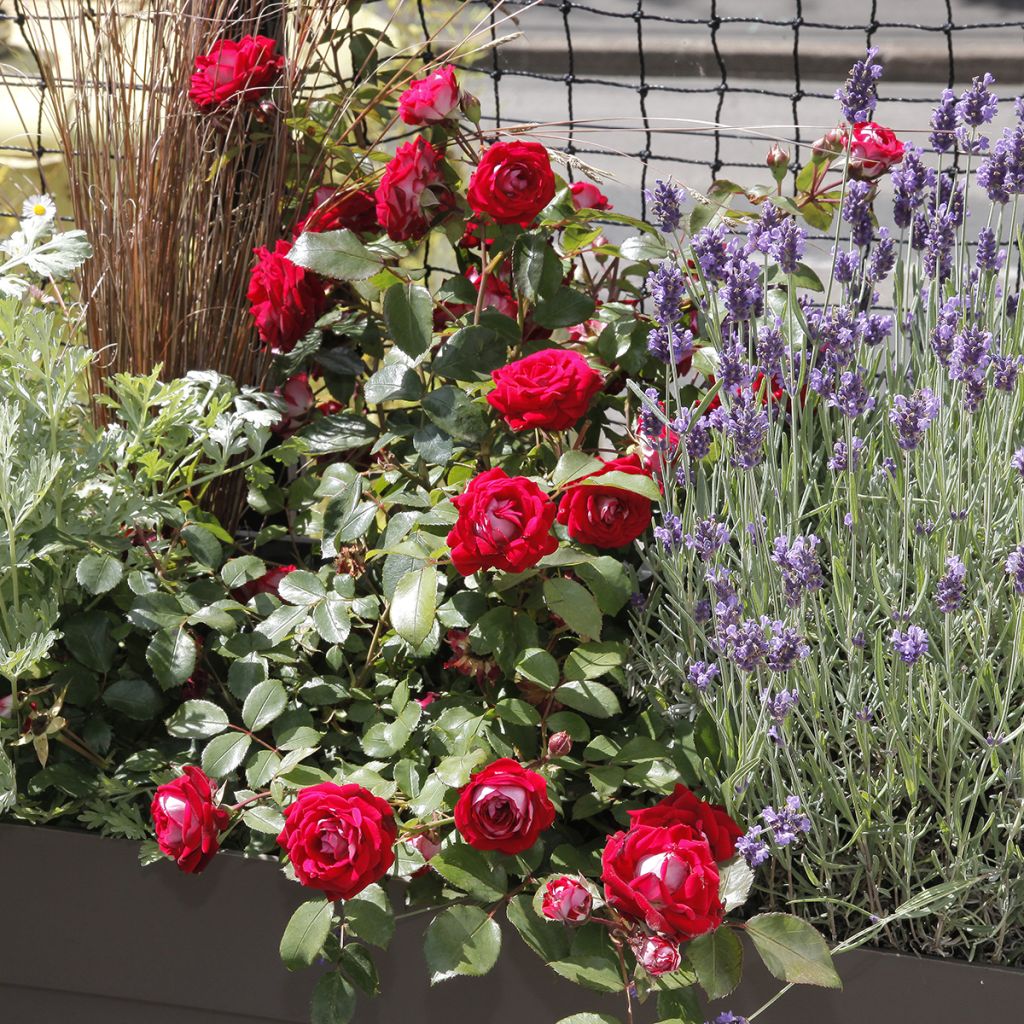 Rosa Street Colors Belle de Grasse 'Meibelitz'