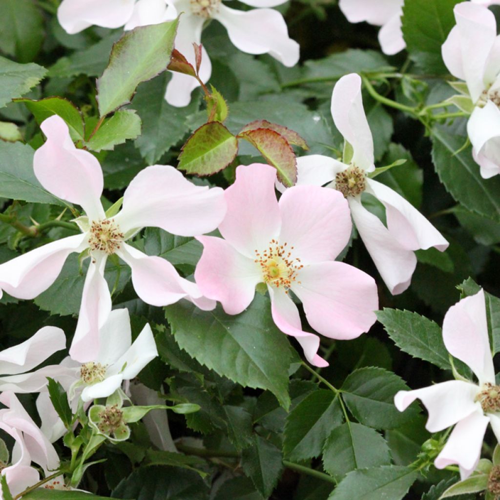 Rosa Champs Elysées - Trosroos