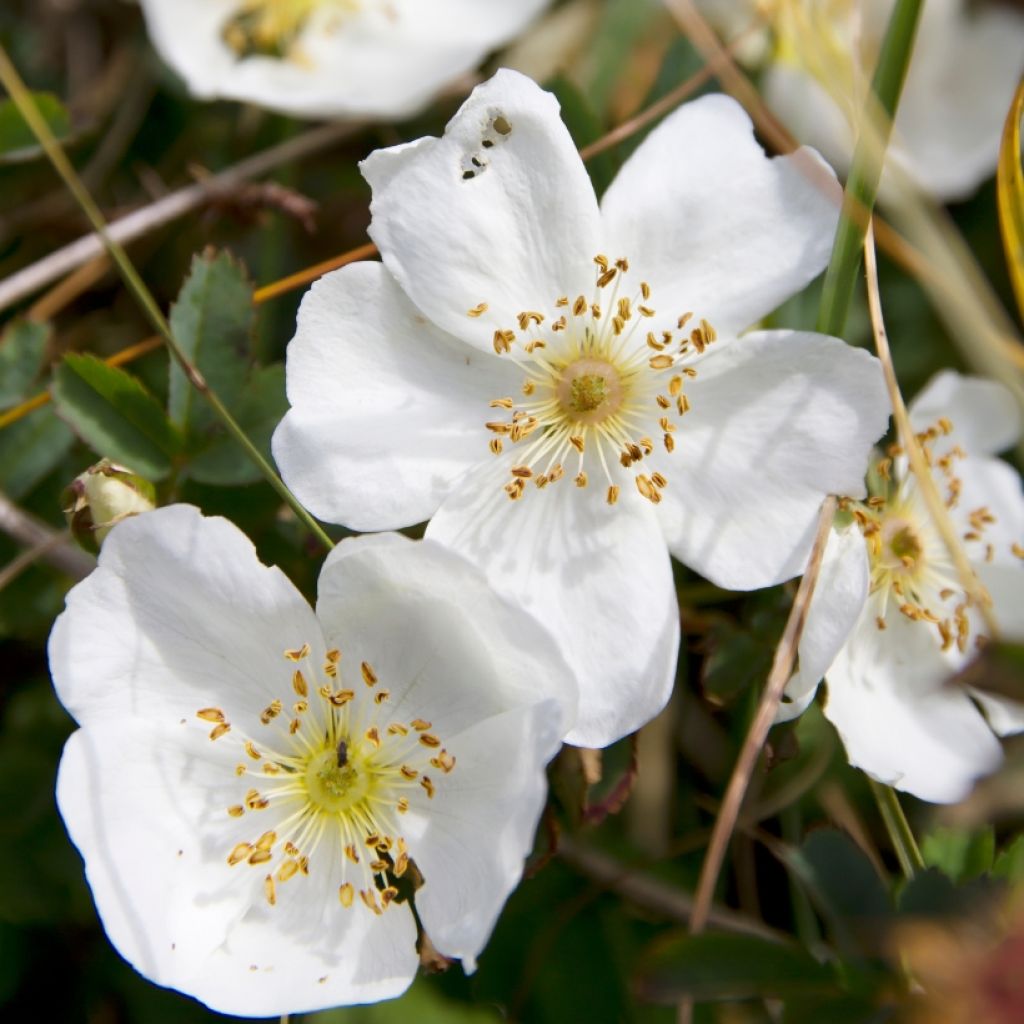 Rosier pimprenelle - Rosa pimpinellifolia