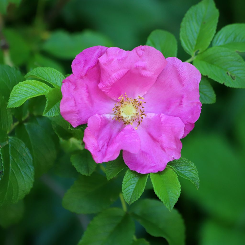 Rosier rugosa Rubra