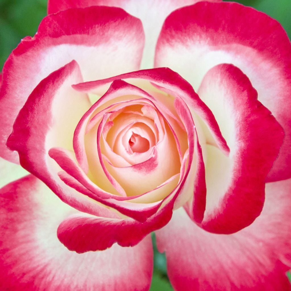 Roseira padrão Jubilé du Prince de Monaco