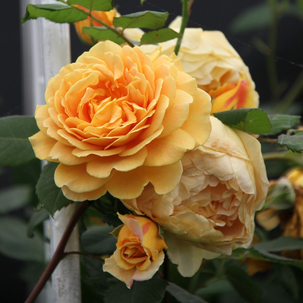 Rosier David Austin Golden Celebration