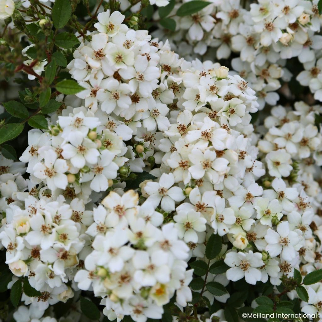 Rosier miniature Galaxy Arcturus