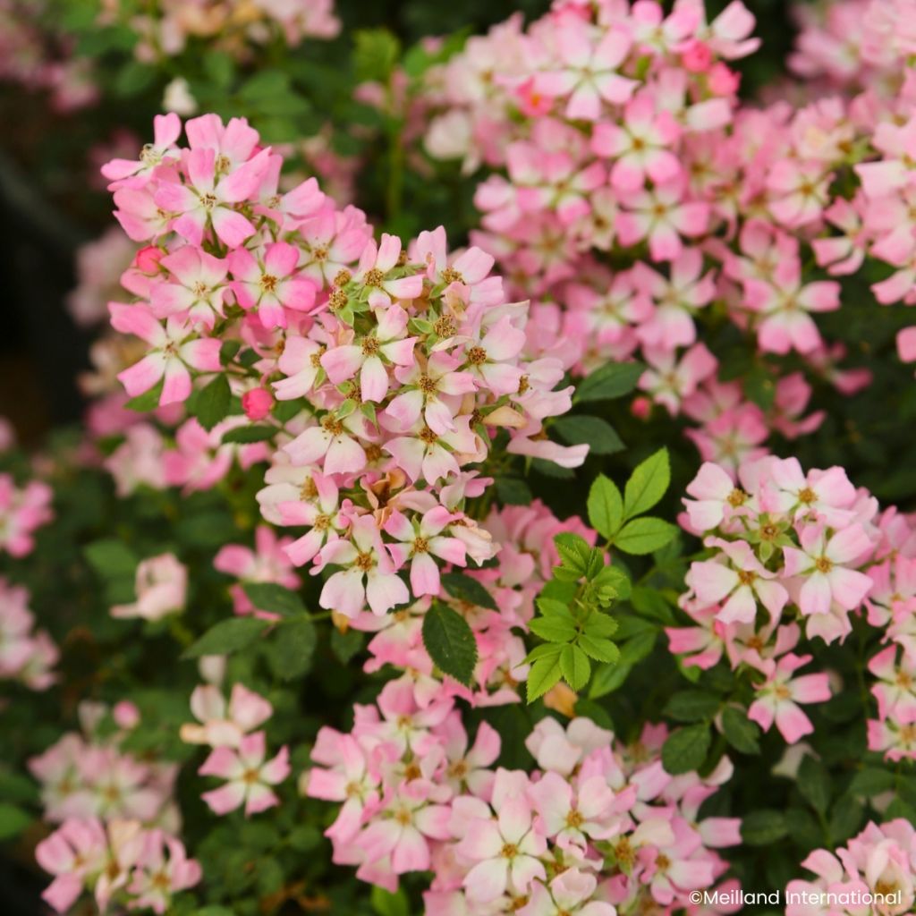 Rosier miniature Galaxy Vega