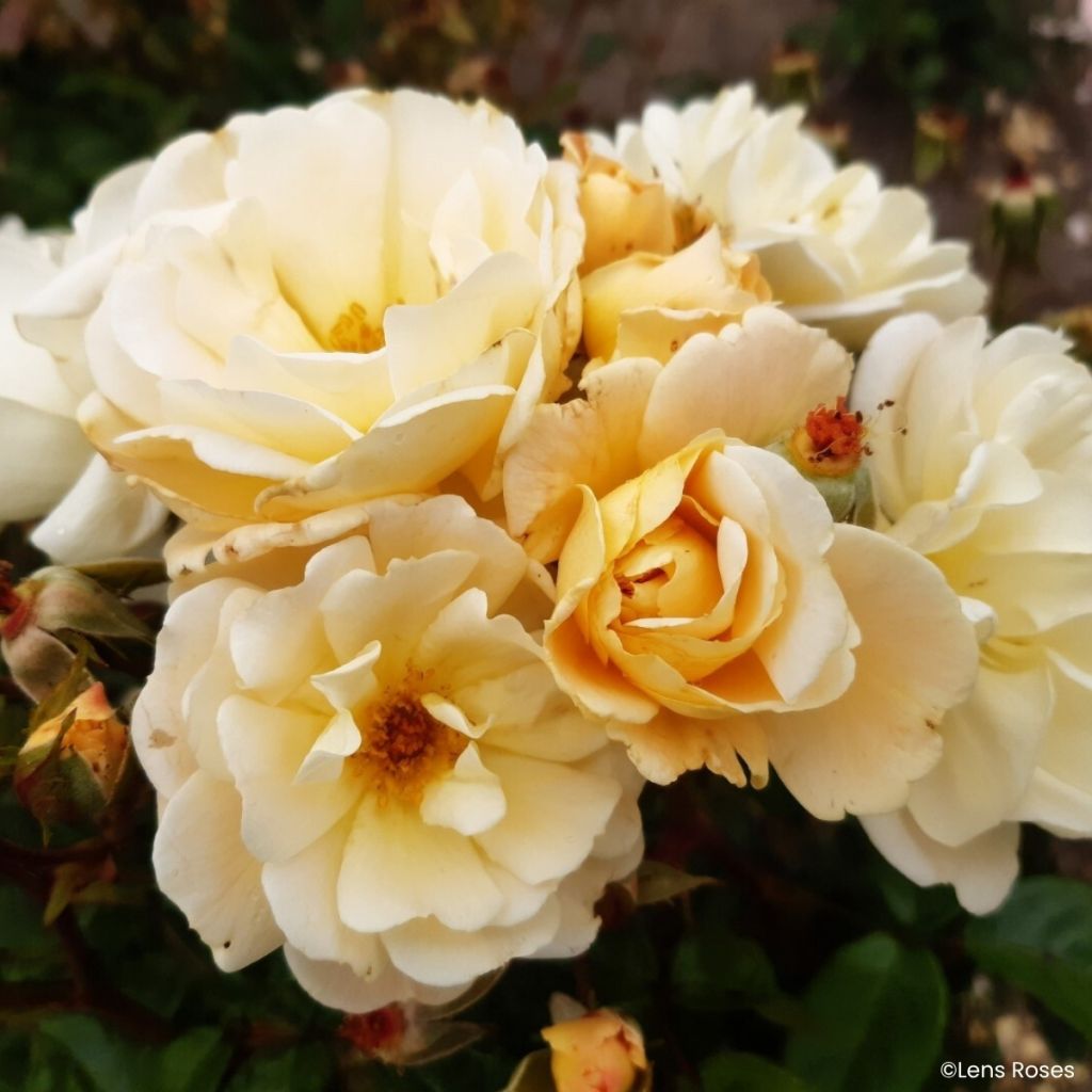 Rosier arbustif Machera