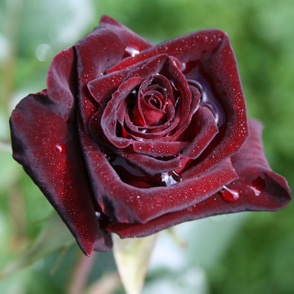 Roseira de flor grande Black Baccara