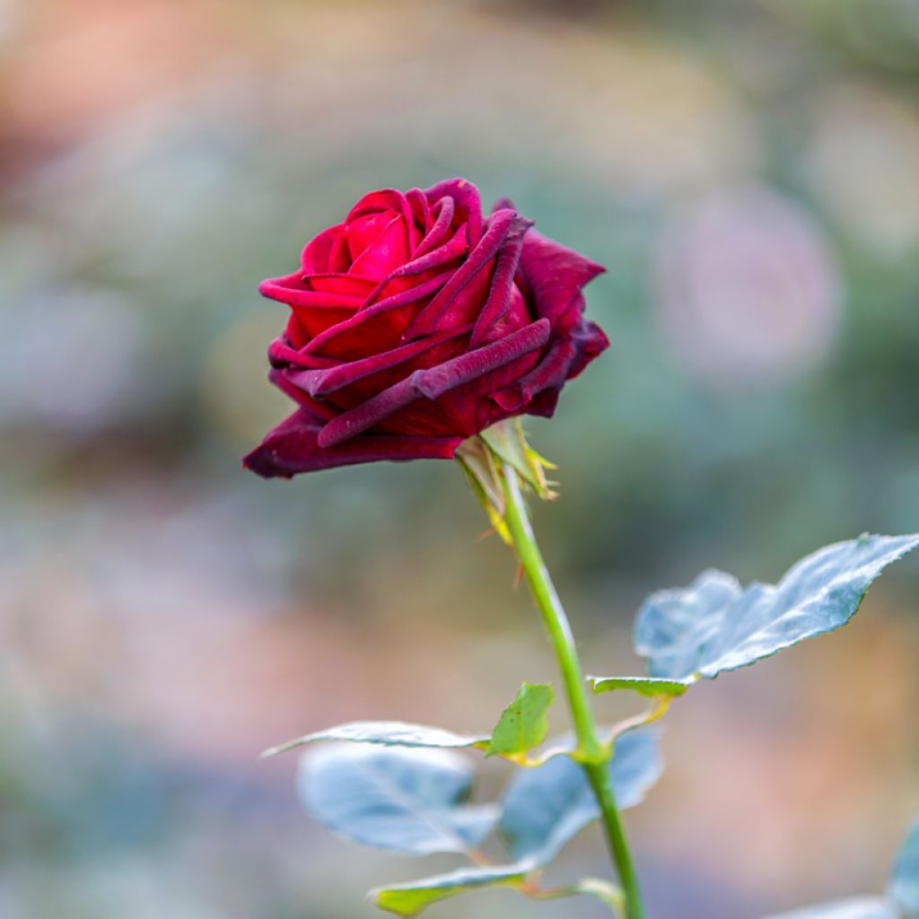 Roseira de flor grande Black Baccara