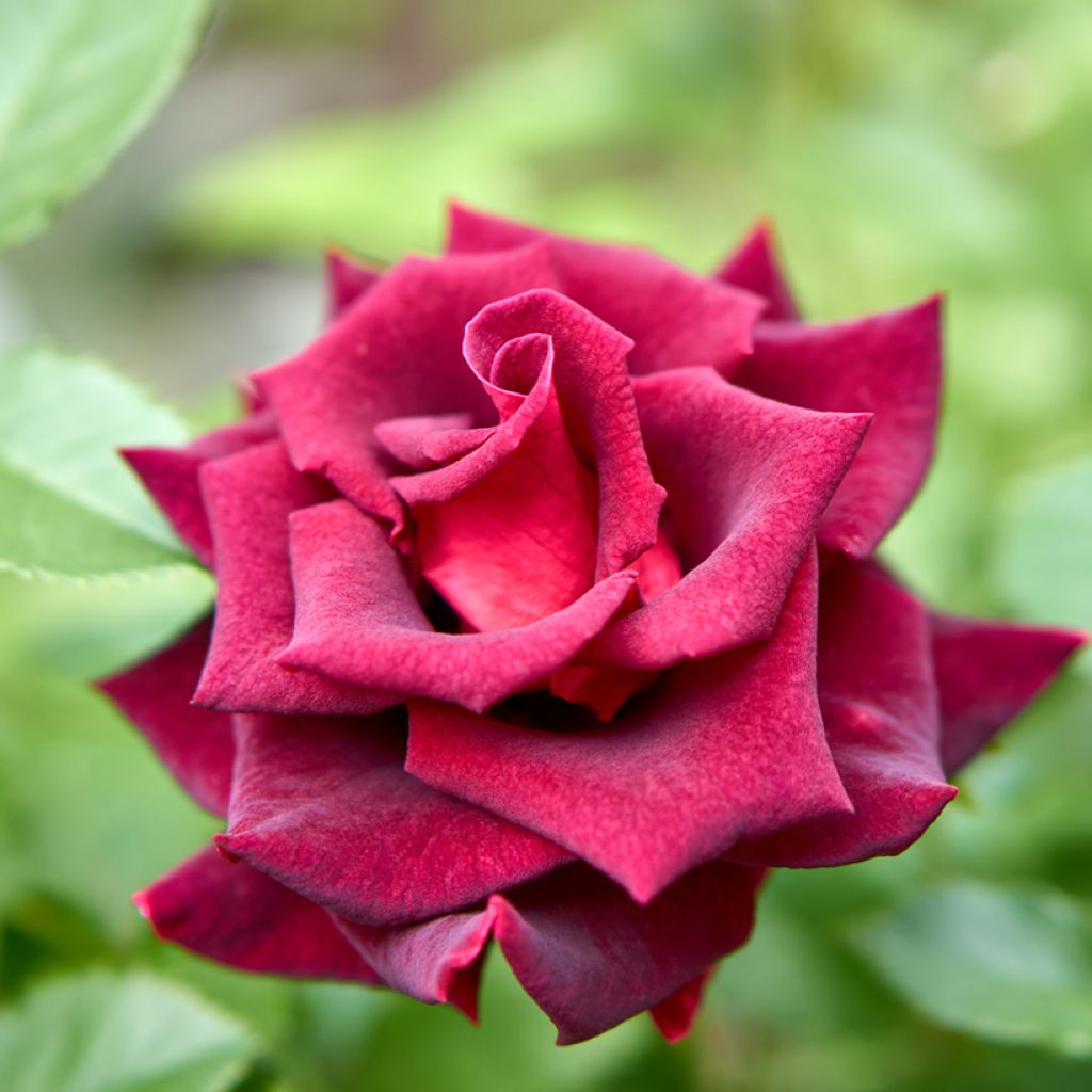 Roseira de flor grande Black Baccara