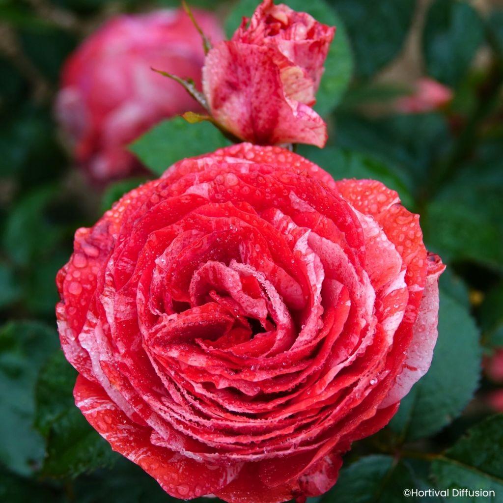 Rosier à fleurs groupées Scentimental Coral