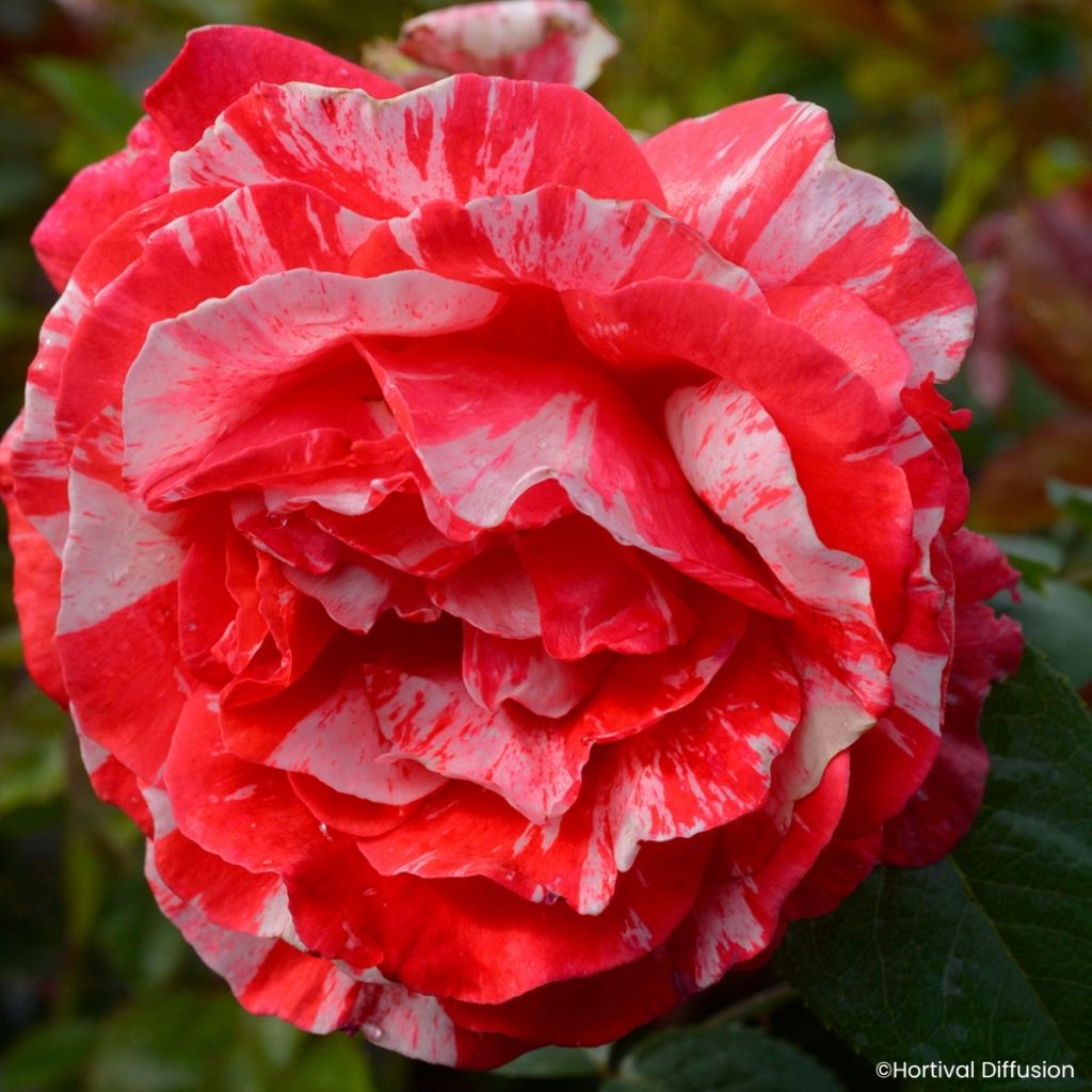 Rosier à fleurs groupées Scentimental Coral