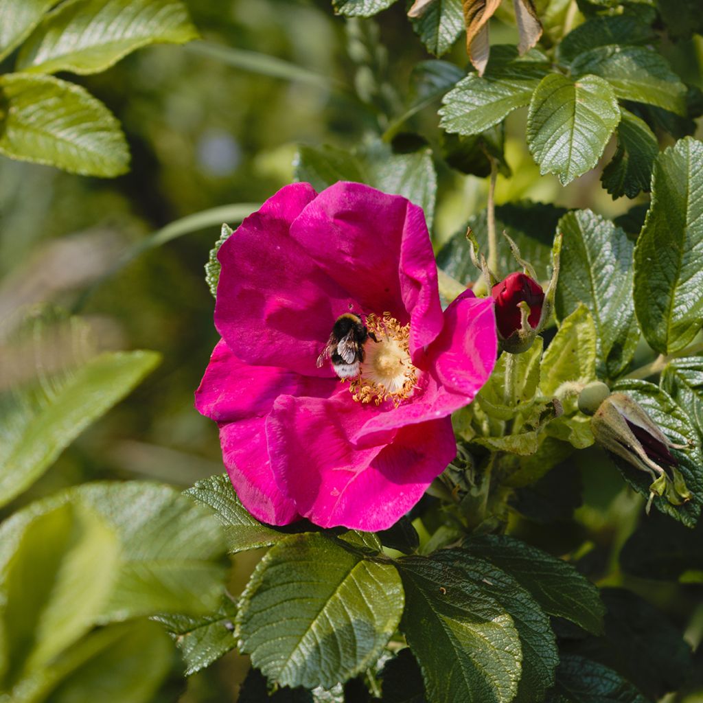 Rosier rugosa Strandperle Amrum