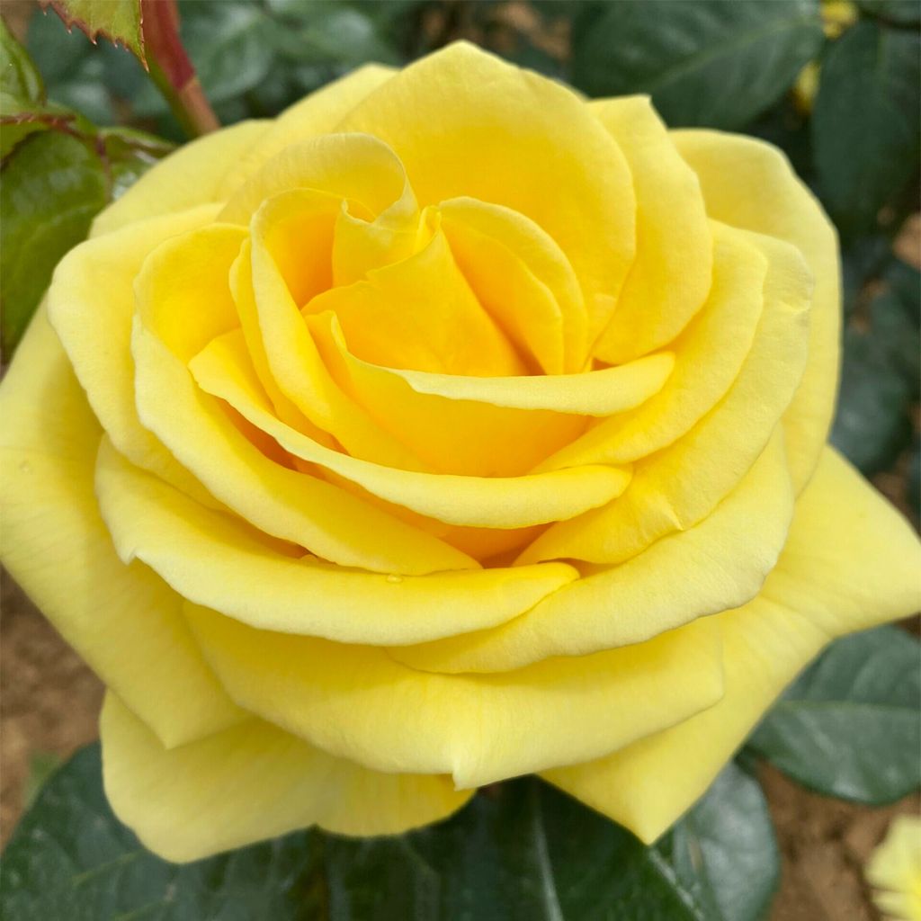 Rosier à grandes fleurs Lemon Impact
